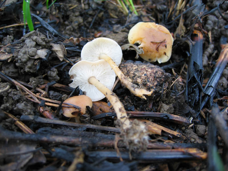 Ritrovamenti del 6 Maggio